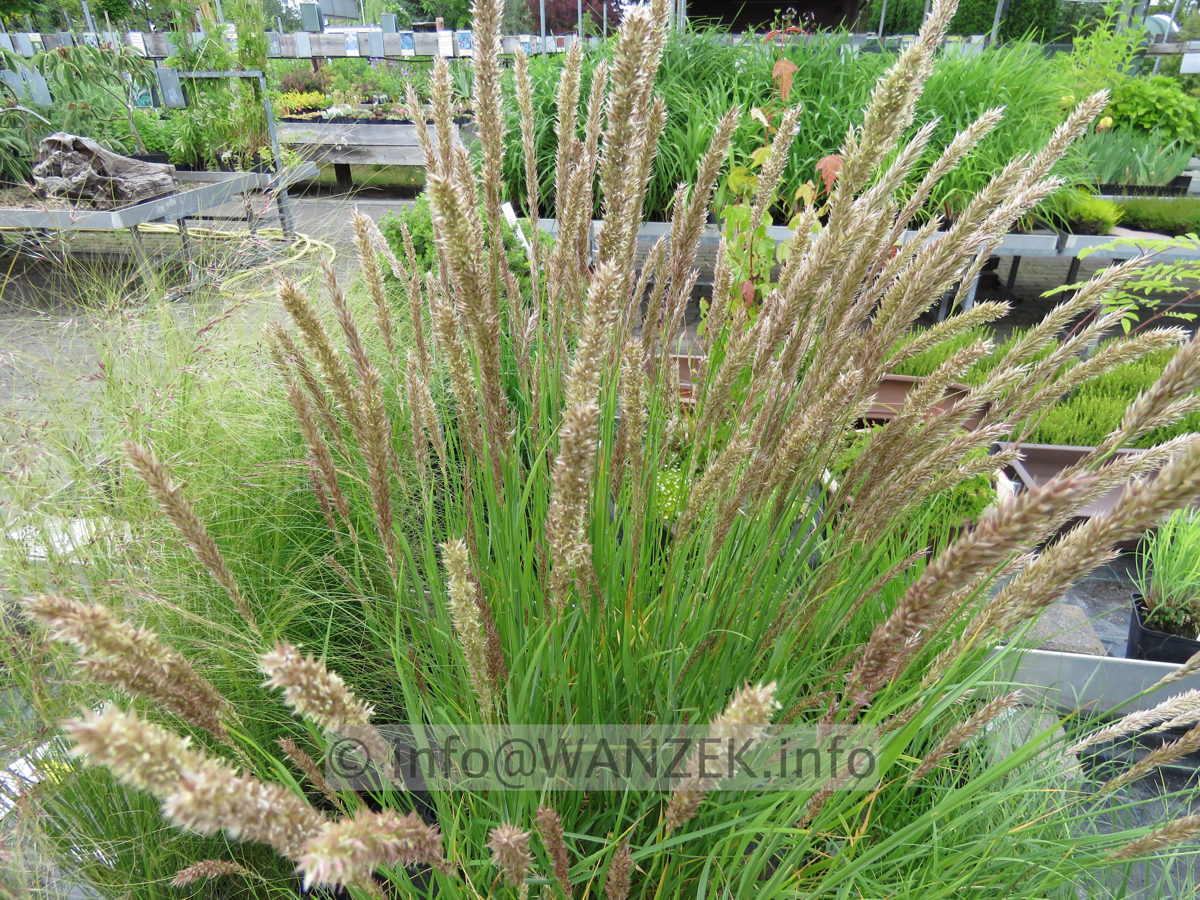 Melica cilliata 01.JPG